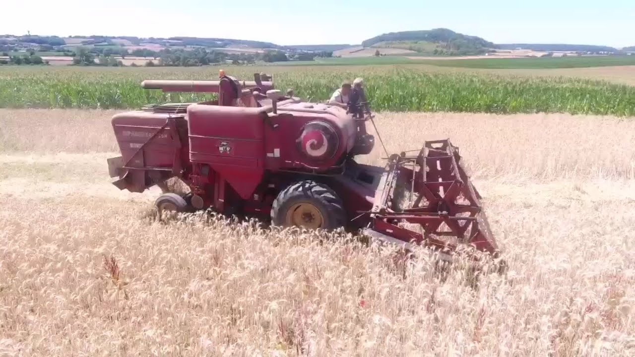 Moisson du triticale bio 🌾