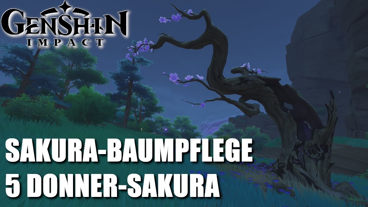 Sakura-Baumpflege - Donner-Sakura Fundorte - Genshin Impact