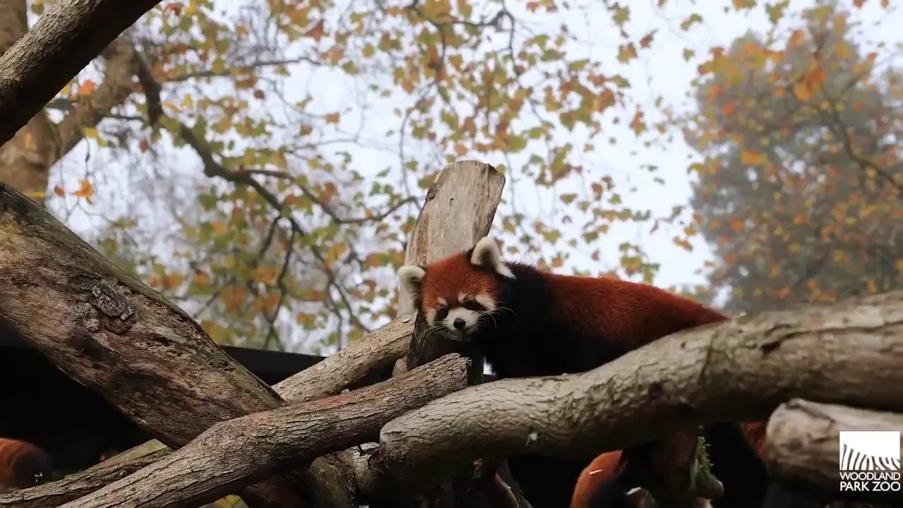 Election Day Red Panda Cute Cam