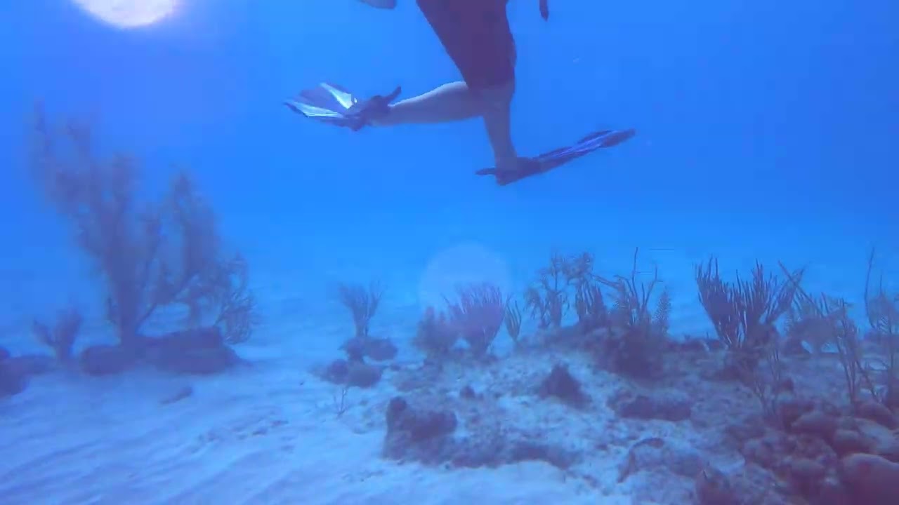 Roatan - First Dive