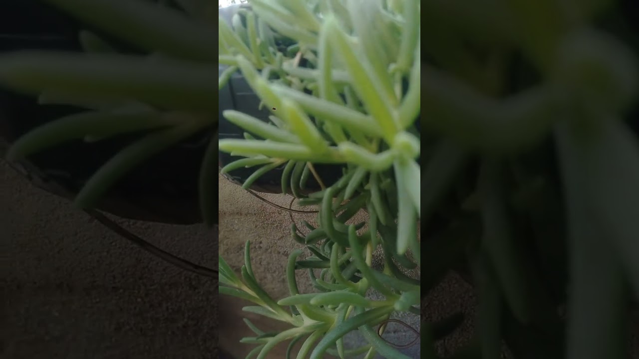 PLANTA -DE -GELO #suculentas #nature