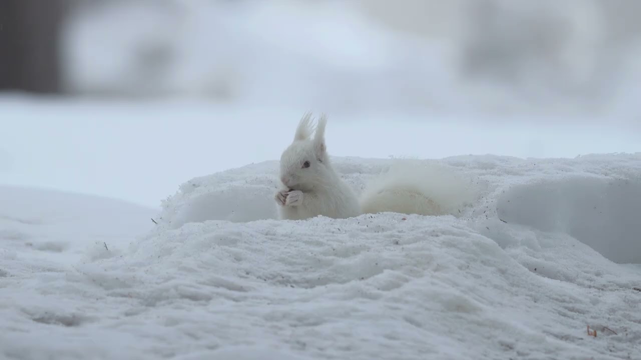 白いエゾリス　春の雪 ― ほどけゆく森