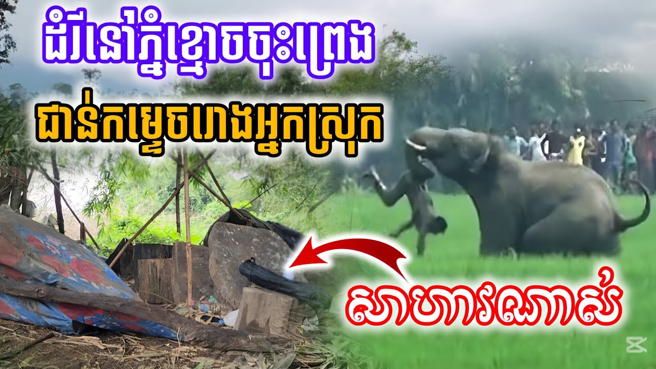 [ក្ដៅៗ]ដំរីចុះព្រេងនៅភ្នំខ្មោច ចូលក្នុងចំការអ្នកស្រុក​ជាន់កម្ទេចរោងនិងដំណាំខ្ទេចគ្មានសល់