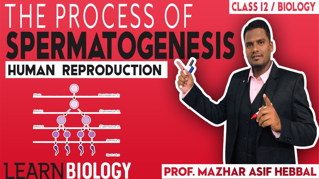 The Spermatogenesis Process in Detail.