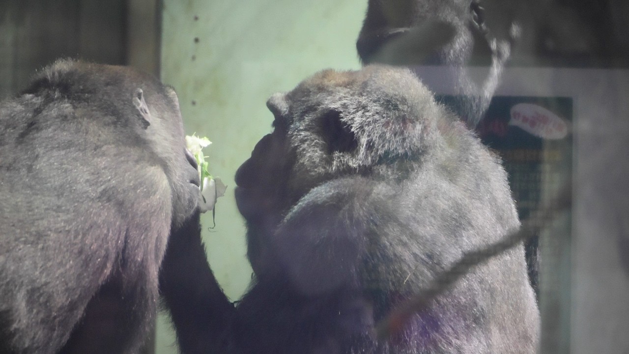 赤ちゃんを囲む家族のまなざし｜京都市動物園｜撮影日2028.2.20｜【きょうのゴリラ】