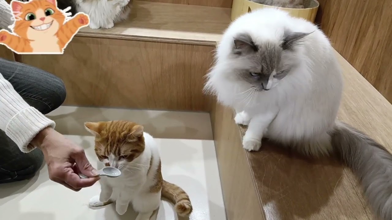 今回も猫おやつ動画です。遊ぶ映像が撮れなかったのでオヤツオヤツです。オヤツを与えるお客さんが少ないから囲まれる。#cat #cute #ねこのいる生活