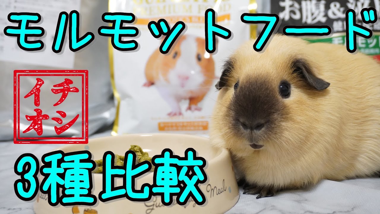 【入門編⭐️】モルモットのペレット選び&ペット購入品紹介🎵