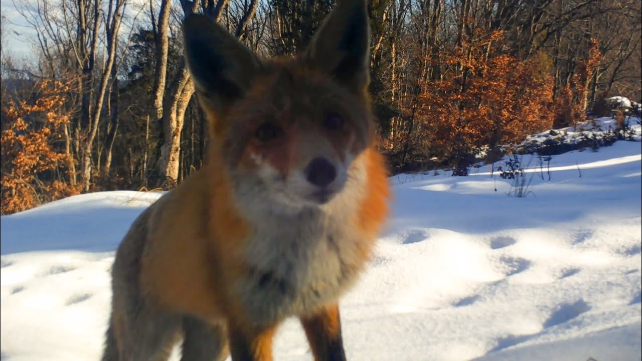 Volovské vrchy- vlk,líška,jeleň,jazvec,rys... Fotopasca ds4k #vlk #wolf#fotopasca