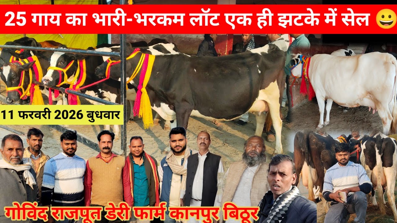 Cow For sale || Govind rajput dairy farm kanpur bithoor || एच एफ साहिवाल क्रॉस गाय का बेहतरीन ब्रांड
