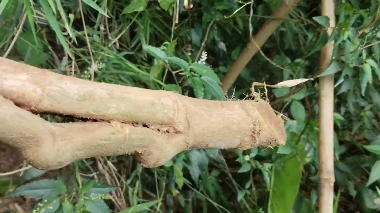 BOLANGpringunik PENEMUAN DUA BAMBU YANG JOS GANDOS. BAMBU DAMPIT DAN CARANG SEJAJAR UNIK NUSANTARA, 