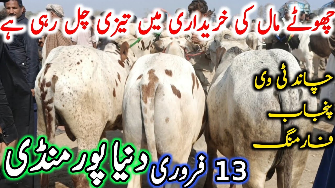 Duniya Pur Cow Mandi Fresh Latest Updates Video | Sahiwal Cholistani Ablak Bachre | Cow Mandi 2025🔥