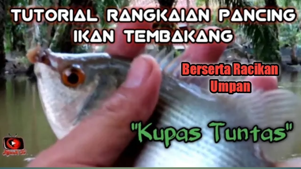 Tutorial rangkaian mancing ikan tembakang...Langsung Praktek strike...