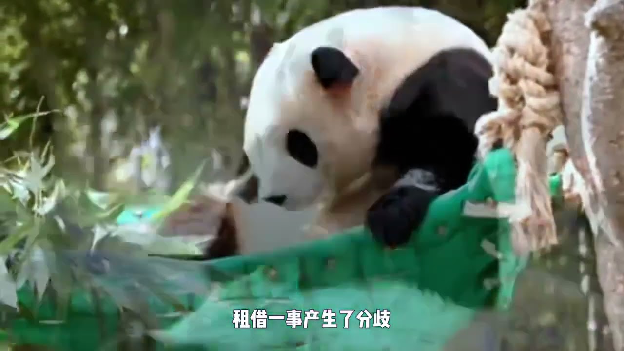 韩国动保团体联手抗议福宝租约直呼熊权不容谈判十三家市民组织联合声明火力全开福宝租借在韩国产生分歧坚决反对熊猫外派广州#福宝