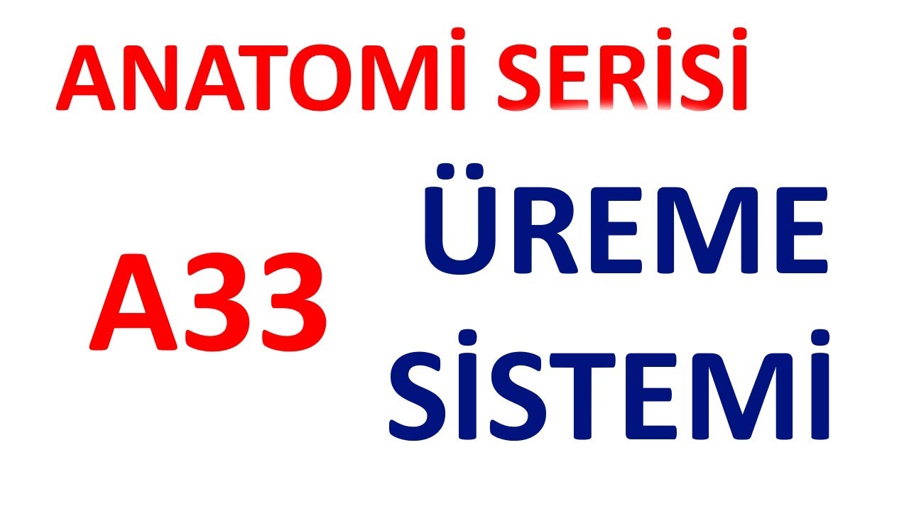 Üreme Sistemi (Genital Sistem Anatomisi) | Anatomi Serisi A33