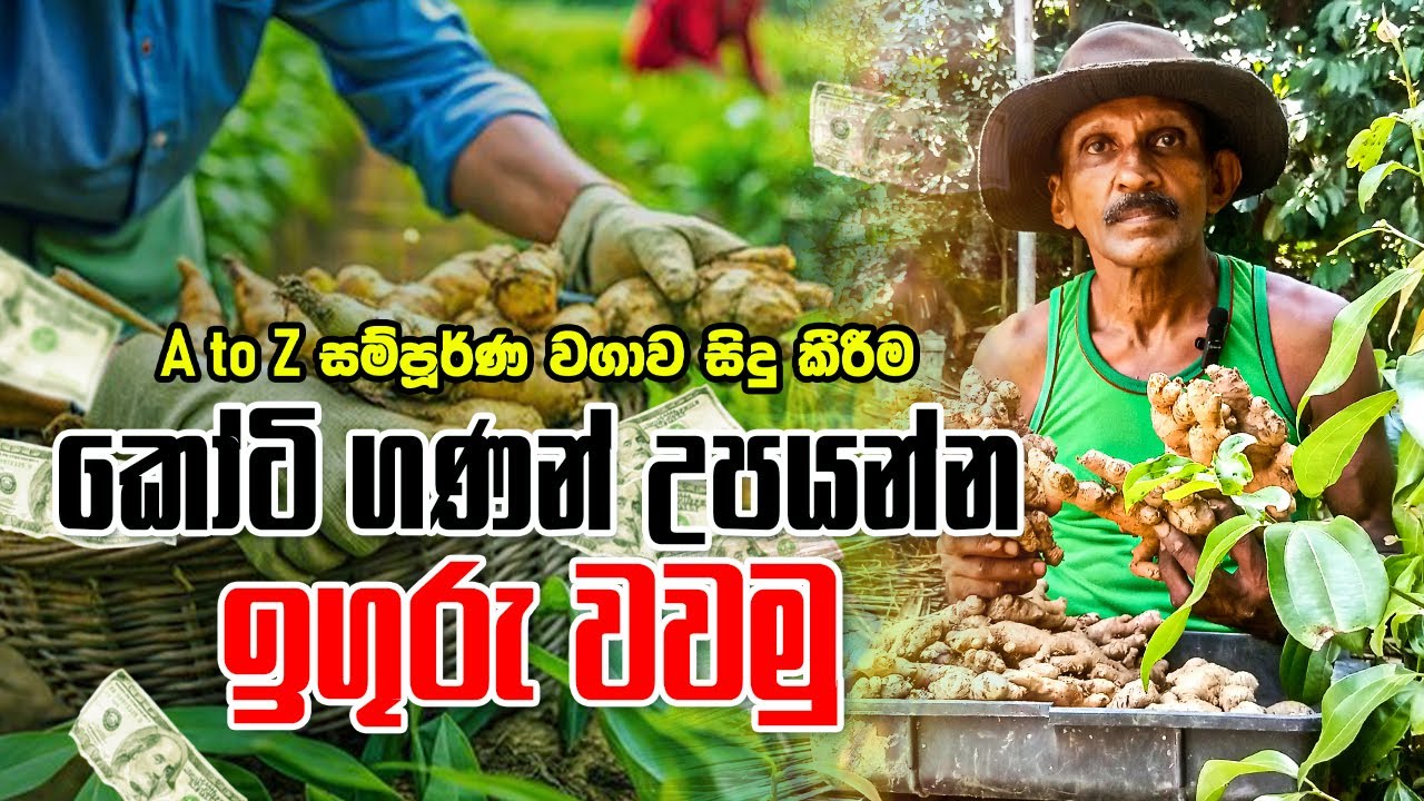 කෝටි ගණන් උපයන්න ඉගුරු වවමු - A to Z සම්පූර්ණ වගාව සිදු කීරීම...🌾💰