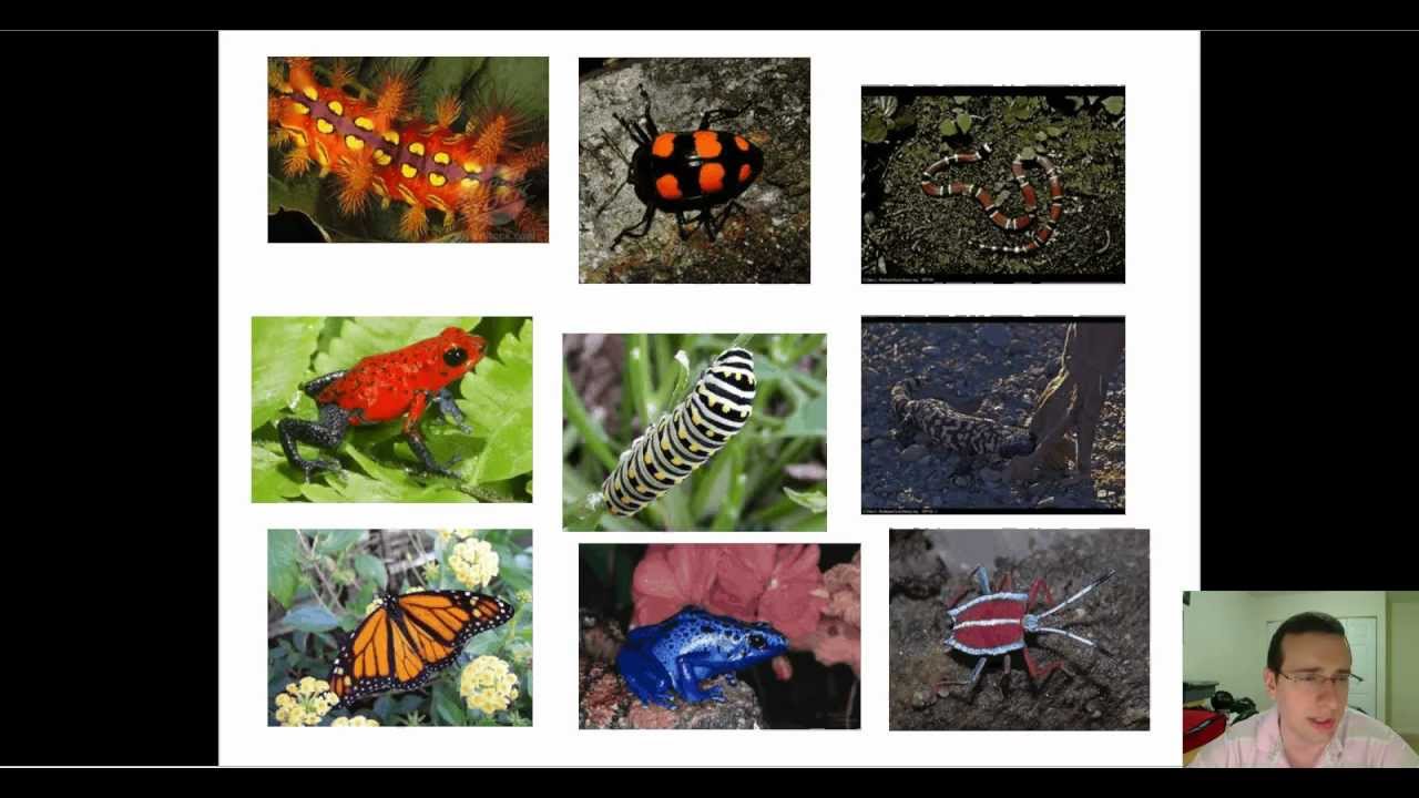 Aposematic & Cryptic Colorations + Mimicry