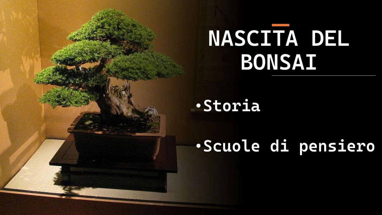 BONSAI: ORIGINI, FILOSOFIE E SCUOLE DI PENSIERO - LEZ 1