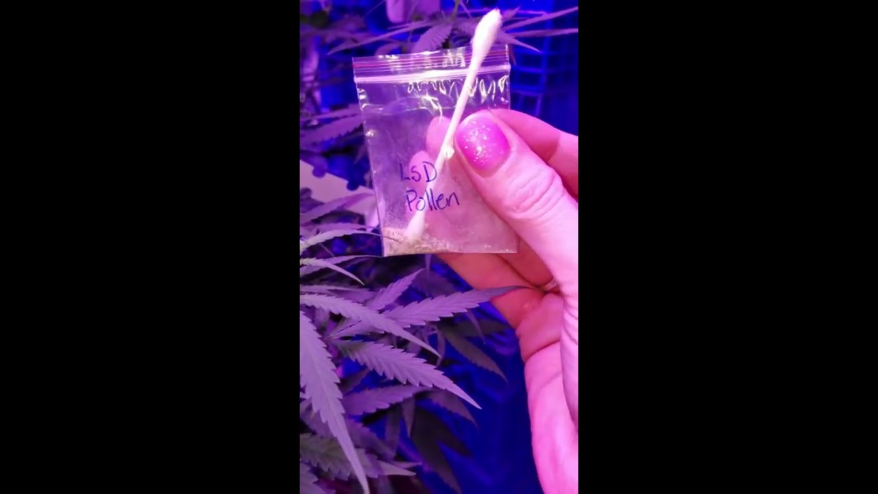 Pollinating cannabis with 