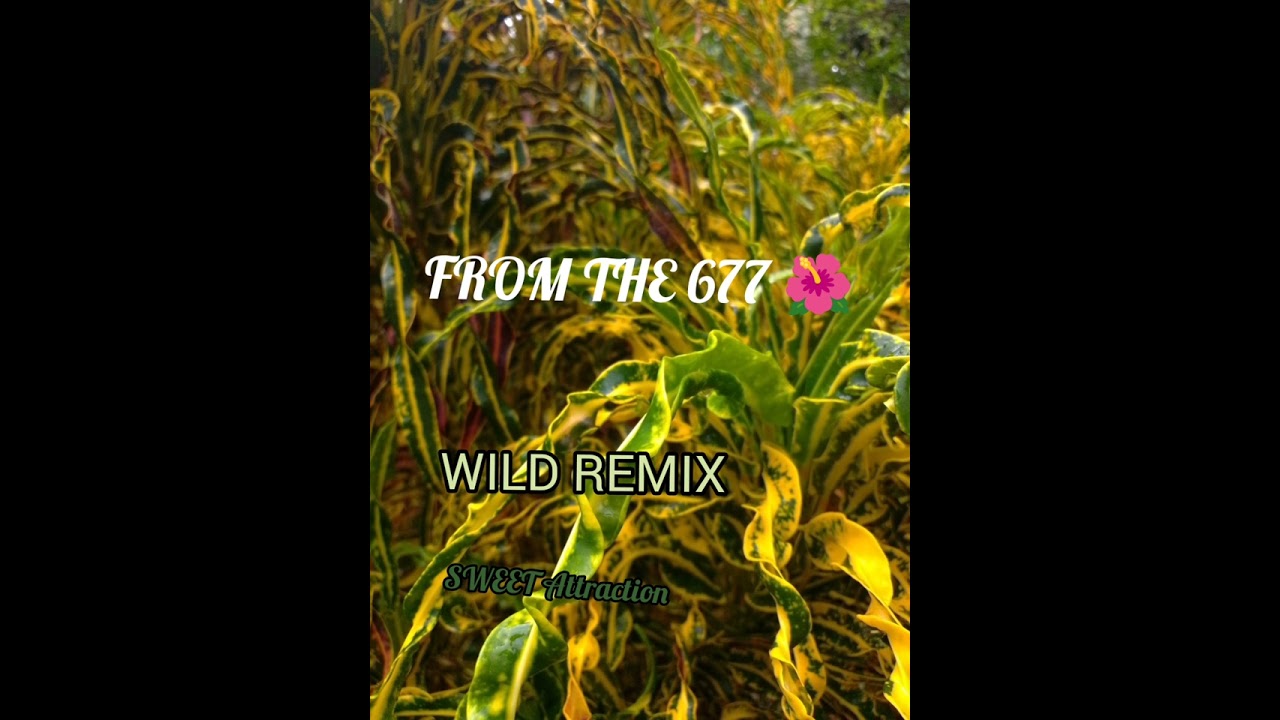 Sweet Attraction 🌺 WILD REMIX 🌺 SESIIE VIBE 2025 maito tubh