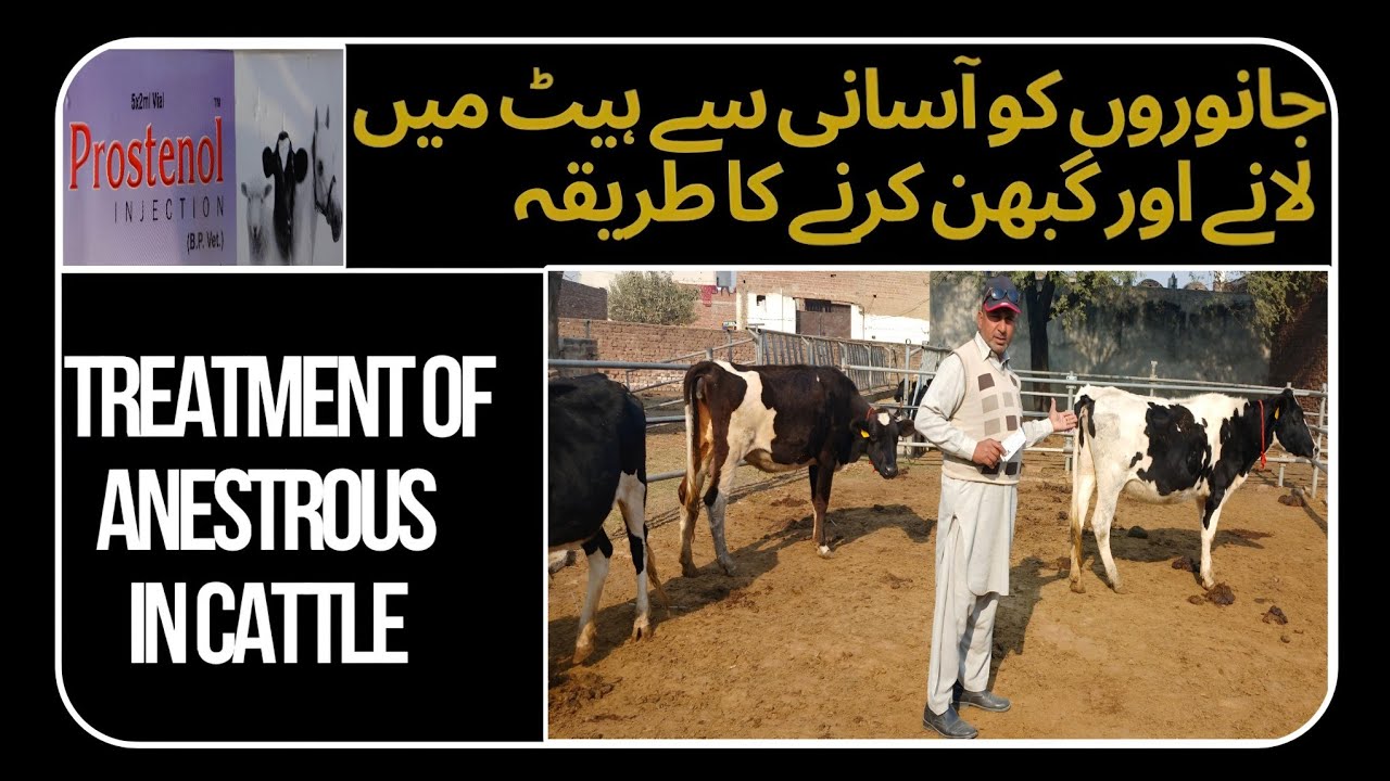 Anestrous in Cow & Buffaloes | Animals Not Coming to Heat | Animal Reproduction | With Subtitles