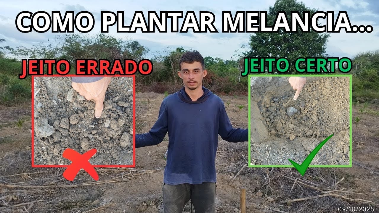 Você tá plantando melancia errado + pensa que tá certo!como preparar a terra para plantar melancia?