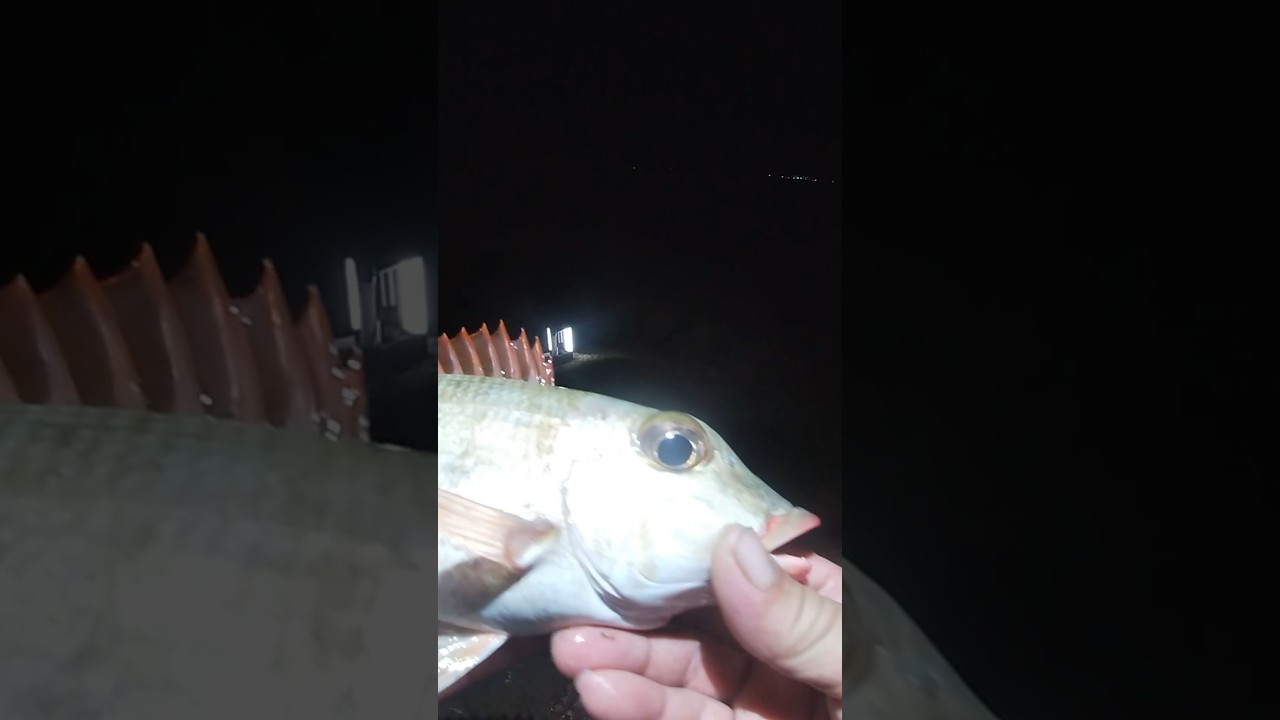 Emperor fish🐟🎣#catch  #fish #fishing #fishingaddict #fishingspot