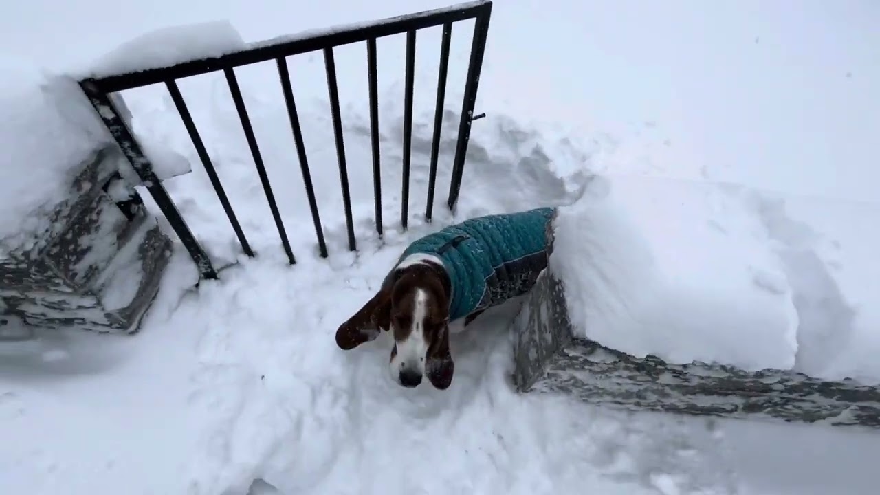 Basset hounds playing in the snow