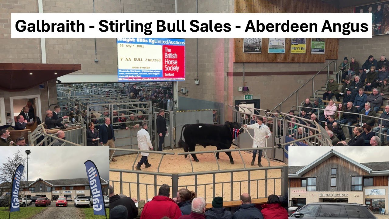 Galbraith Stirling Bull Sales United Auctions Aberdeen Angus Bulls Февраль 2025 г.