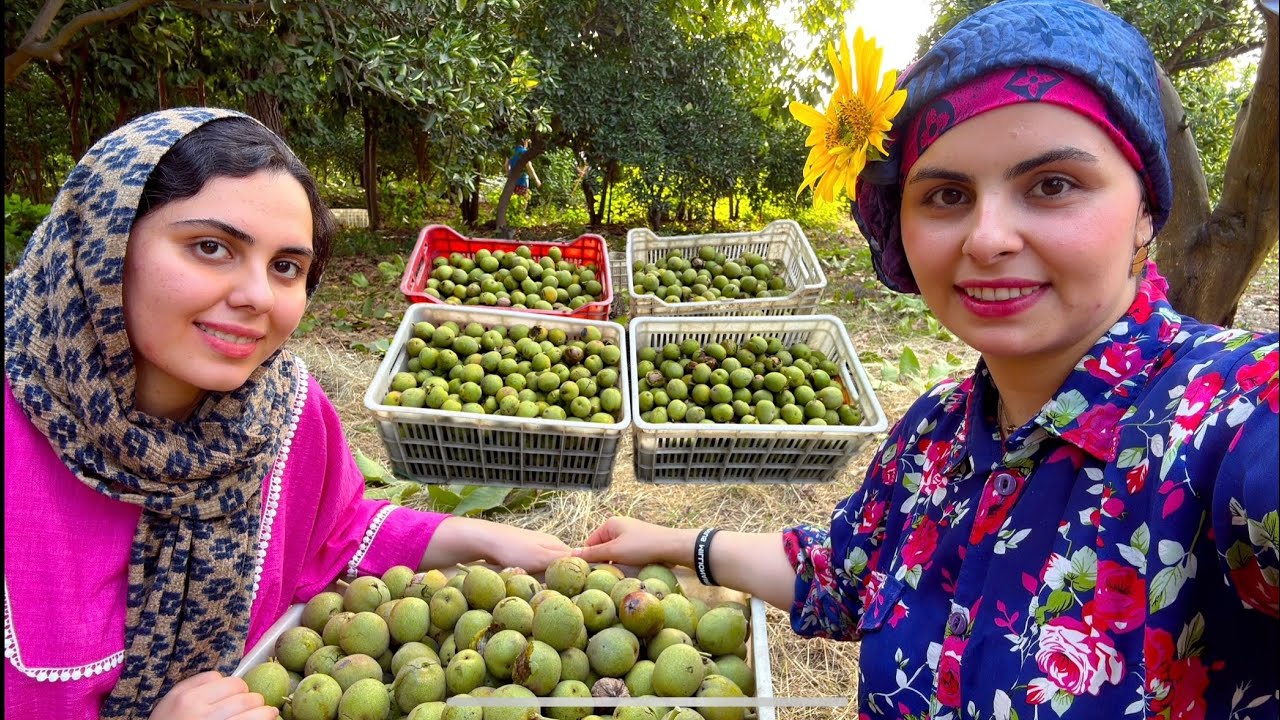 Family Walnut Harvest in Mazandaran | Cozy Autumn Memories & Sweet Tea 🌰🍂