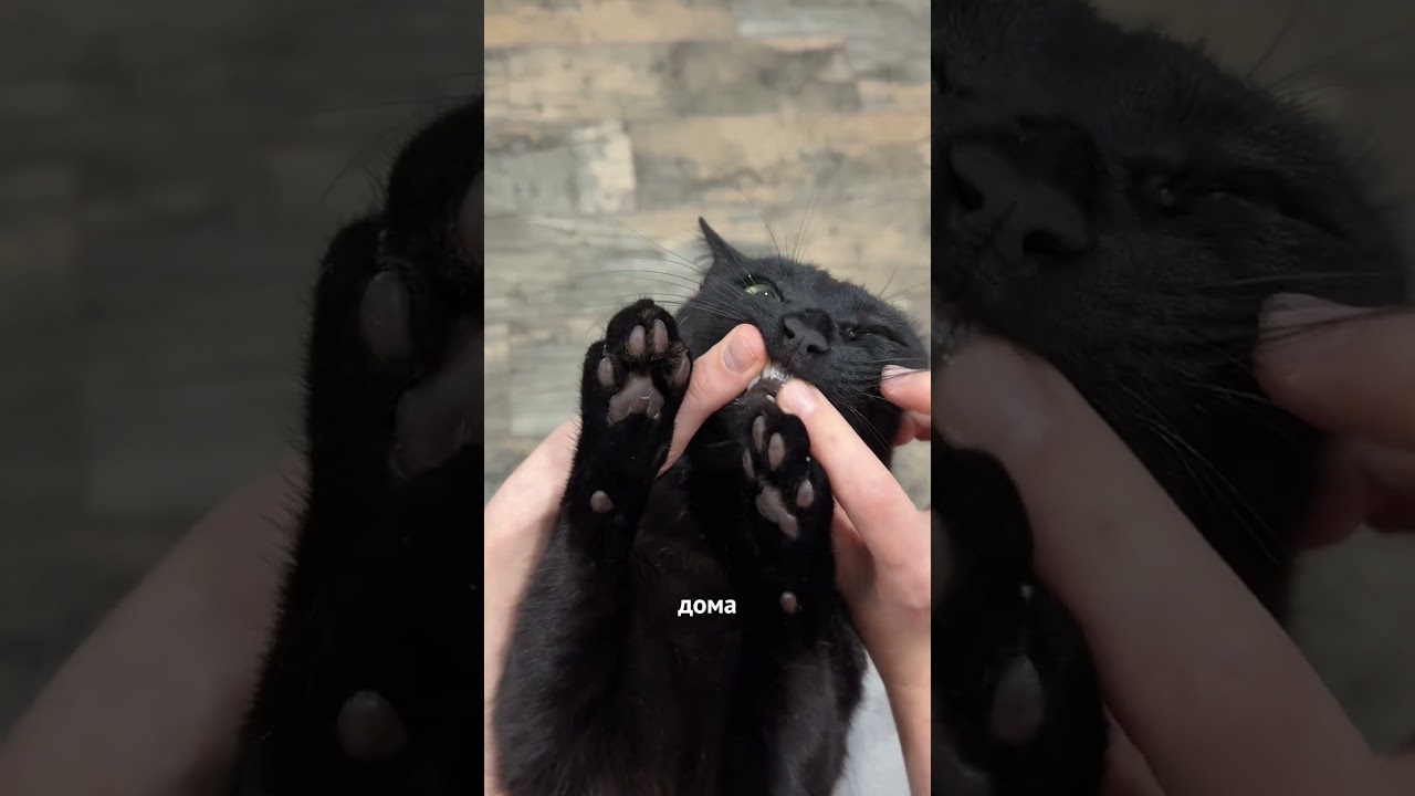 Артикул на наш зубной гель с WB  #WW208277 (копируй с WW). #cat