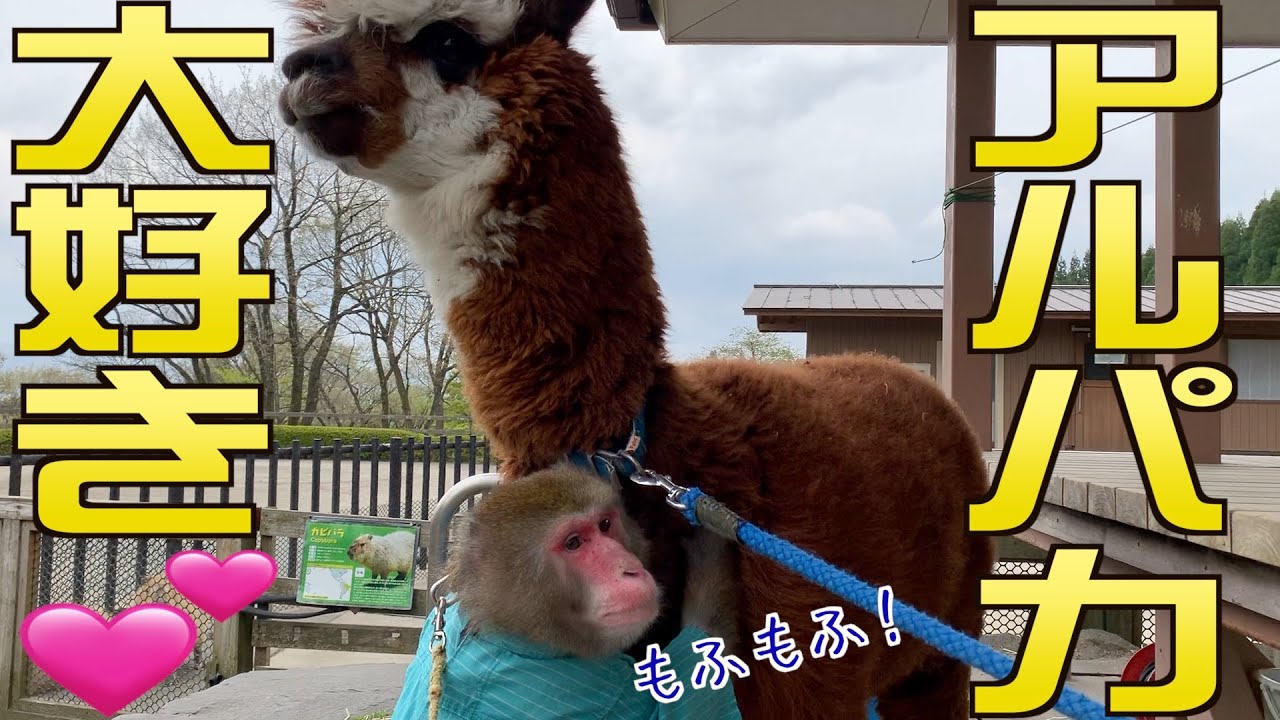 アルパカのモフモフが大好きなお猿のカイくん！