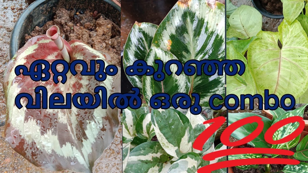 Baby plants combo sale