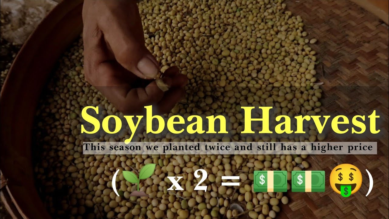 Cleaning process of Soybean | Soybean Agriculture | Mbok Titi • VLOG