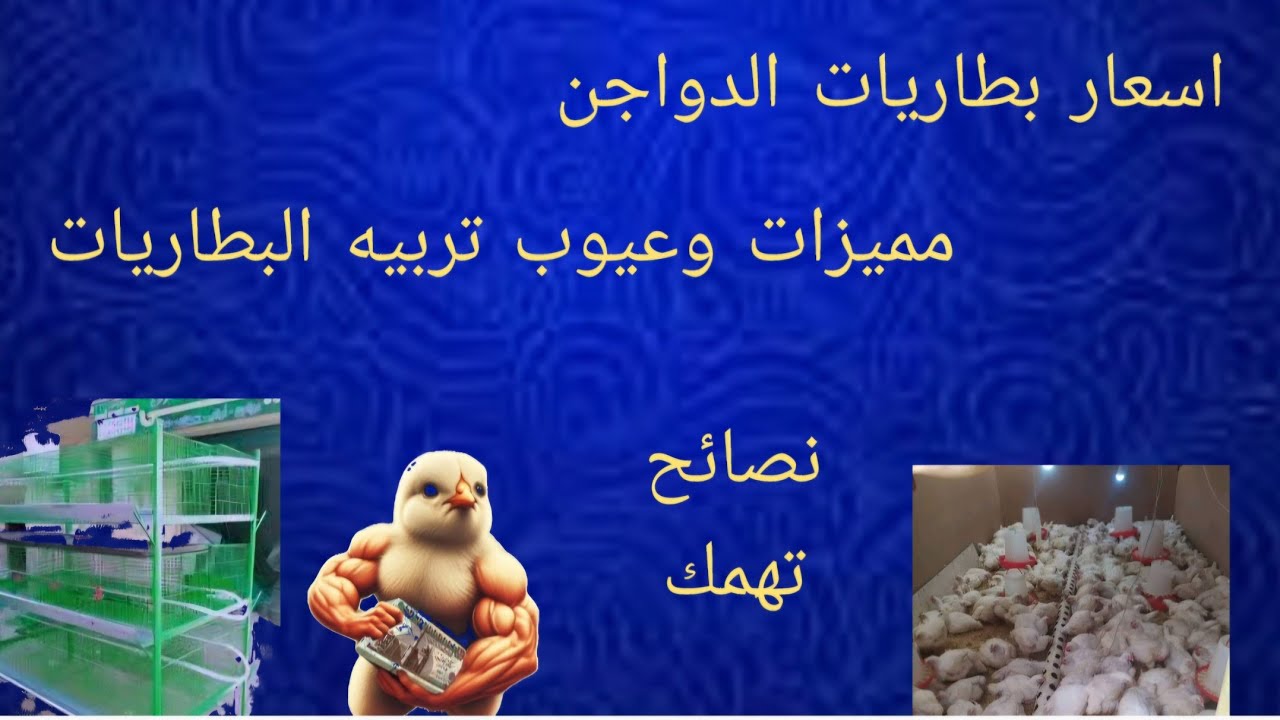‪اسعار بطاريات الدواجن والفرق بين تربيه الارضي#دواجن_اون_لاين_