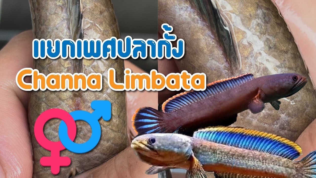 วิธีแยกเพศปลากั้งง่ายๆChanna limbata