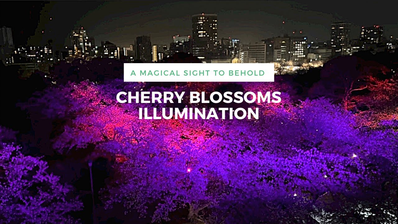 YOZAKURA : CHERRY BLOSSOMS ILLUMINATED AT NIGHT •3 Locations🌸| Fukuoka, Japan