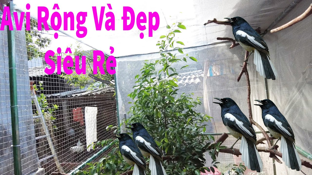 Hoàn Thành Avi Siêu Rẻ và Đẹp Thả Chim, Nhưng Mà Mình Lại Mất 2 Chú Chích Chòe /Cường Green