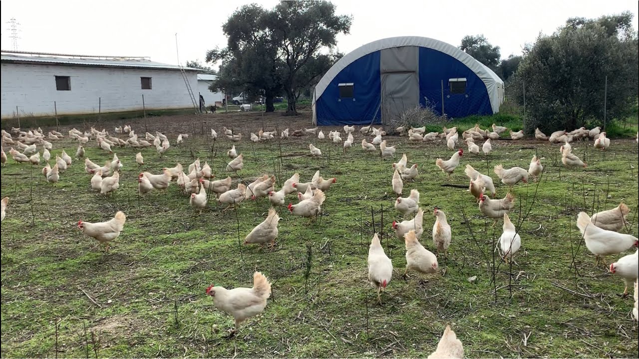 Salma (Gezen) Tavukçuluk - (Nasıl Başarılı Oldum)