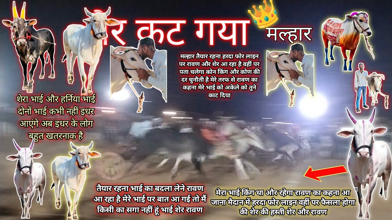 विशाल बैलगाड़ी दौड़ प्रतियोगिता कालू बाबाके मेले में गौरव राजोरा आया शेर 🦬🥇🦬#cow 