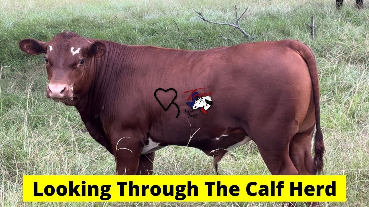 Looking Through The Calf Herd | Regenerative Ranching