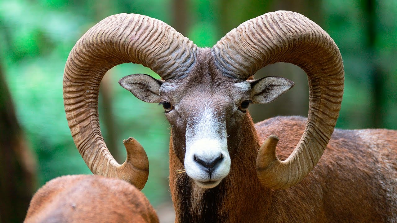 Muflón: Un ANIMAL CRUELMENTE 🏹 CAZADO - Animales Salvajes