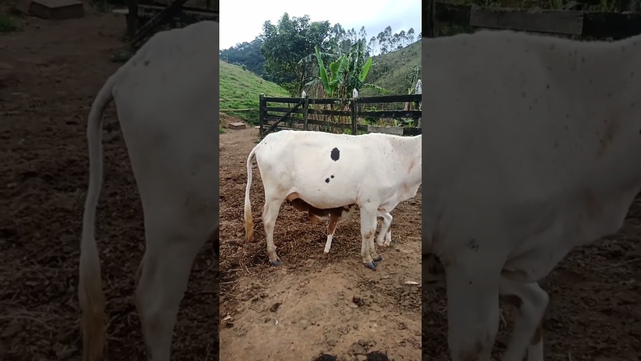 hora de mamar parte 2