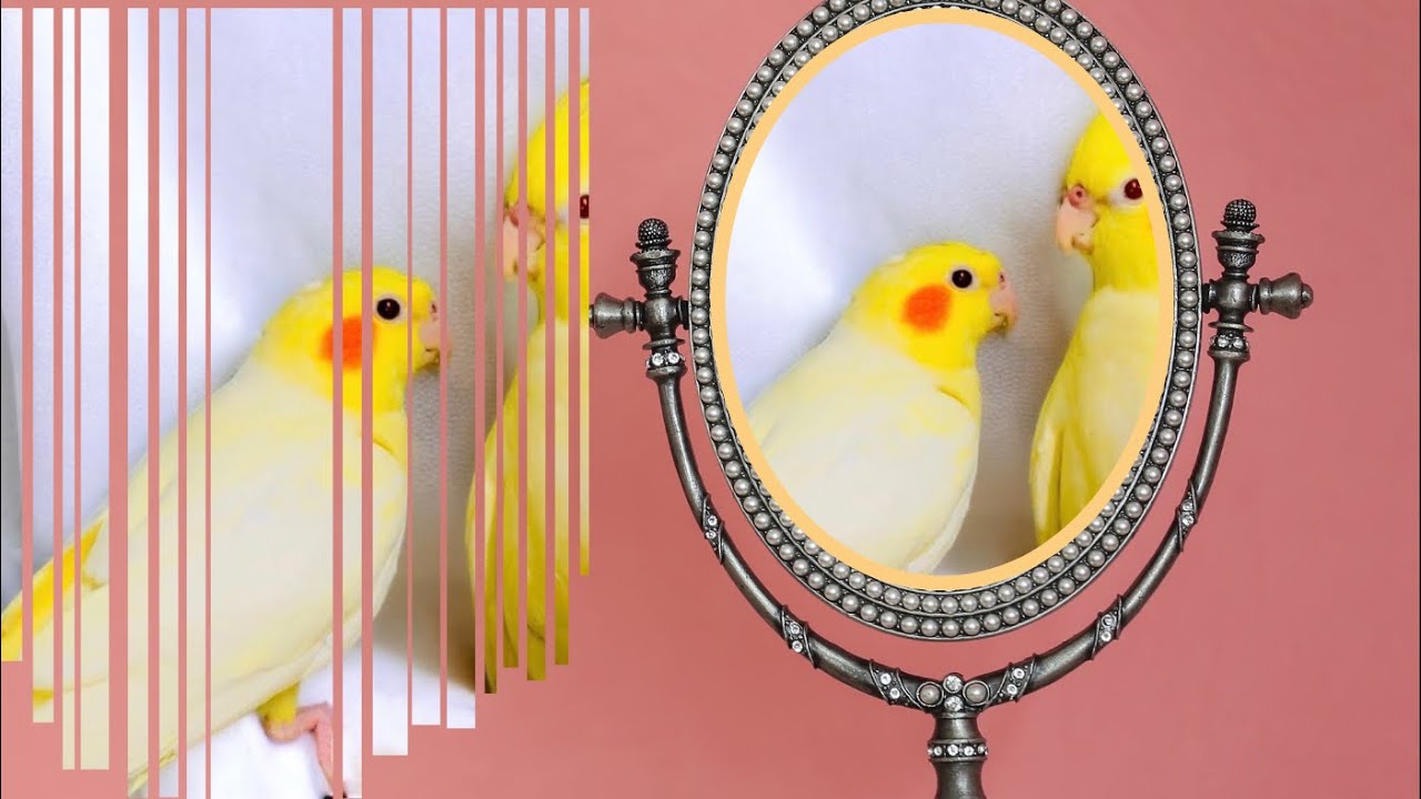 Cockatiel birds depression and a single step to solve it #birds #cockatiel #bird #cute #depression