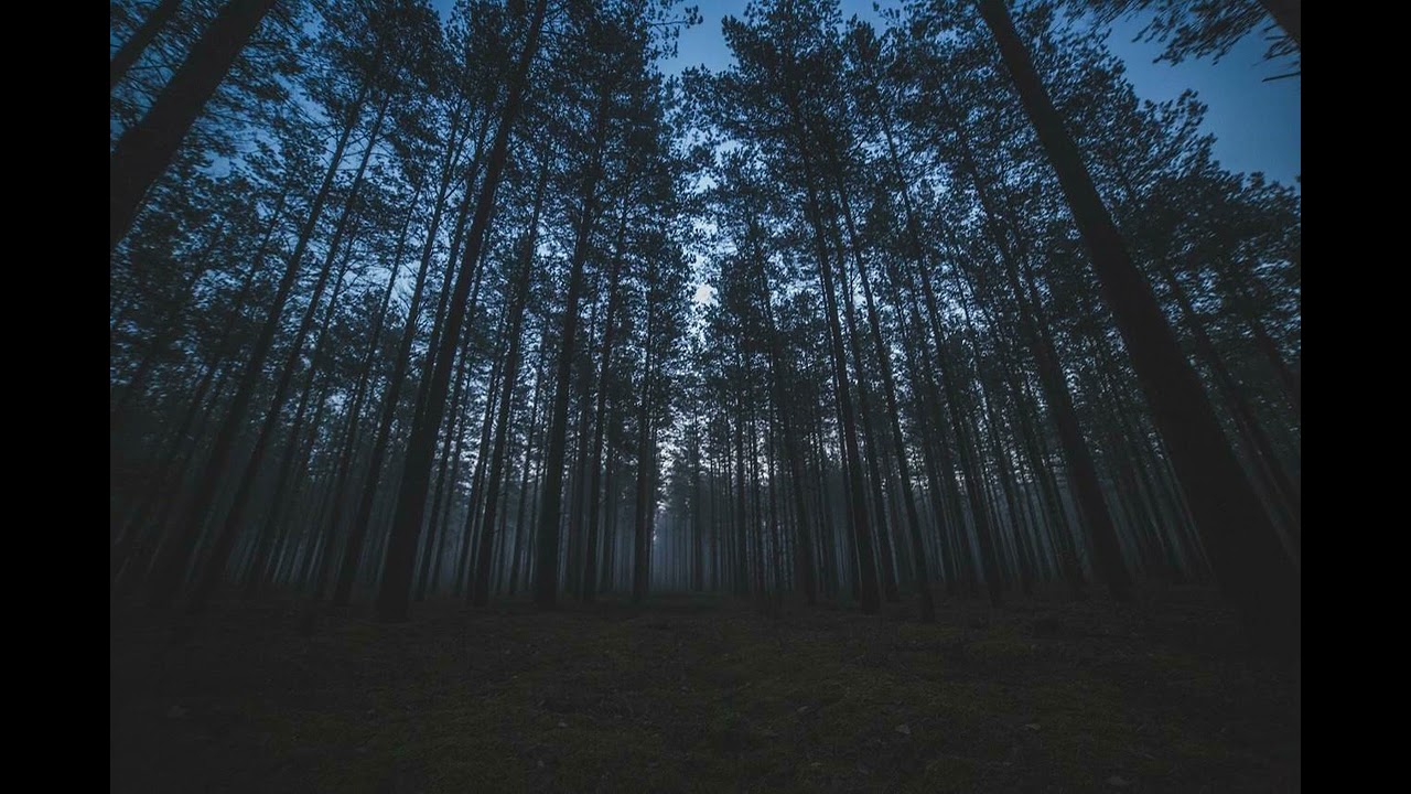 Calm Night Woods Sounds for Ultimate Relaxation and sleep