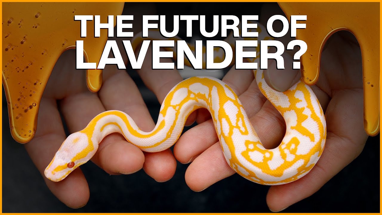 HONEYCOMB &mdash; The Future of Lavender?? | #Hetflix 170