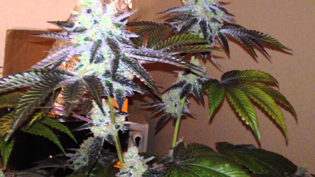 PreHarvest Update on the Sin Mint Cookies