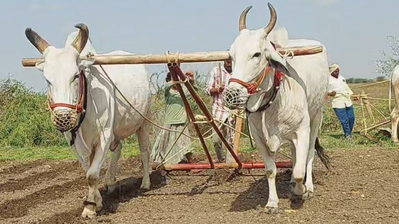 Ploughing Field with Bulls | cotton farming with Oxen