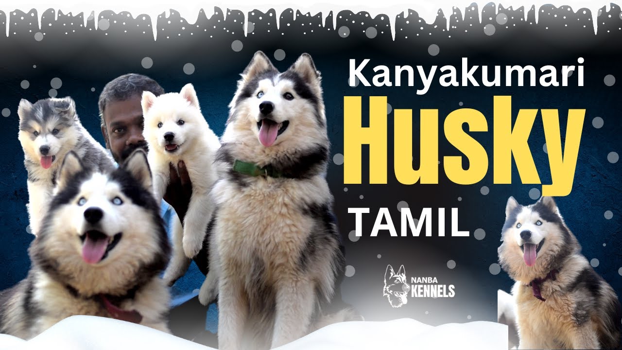 Siberian Husky Dog and puppies in Kanyakumari District | Tamil nadu | Nanba Kennel