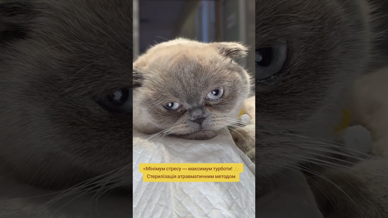 &laquo;Мінімум стресу &mdash; максимум турботи! ✨ Стерилізація атравматичним методом #ветеринародеса