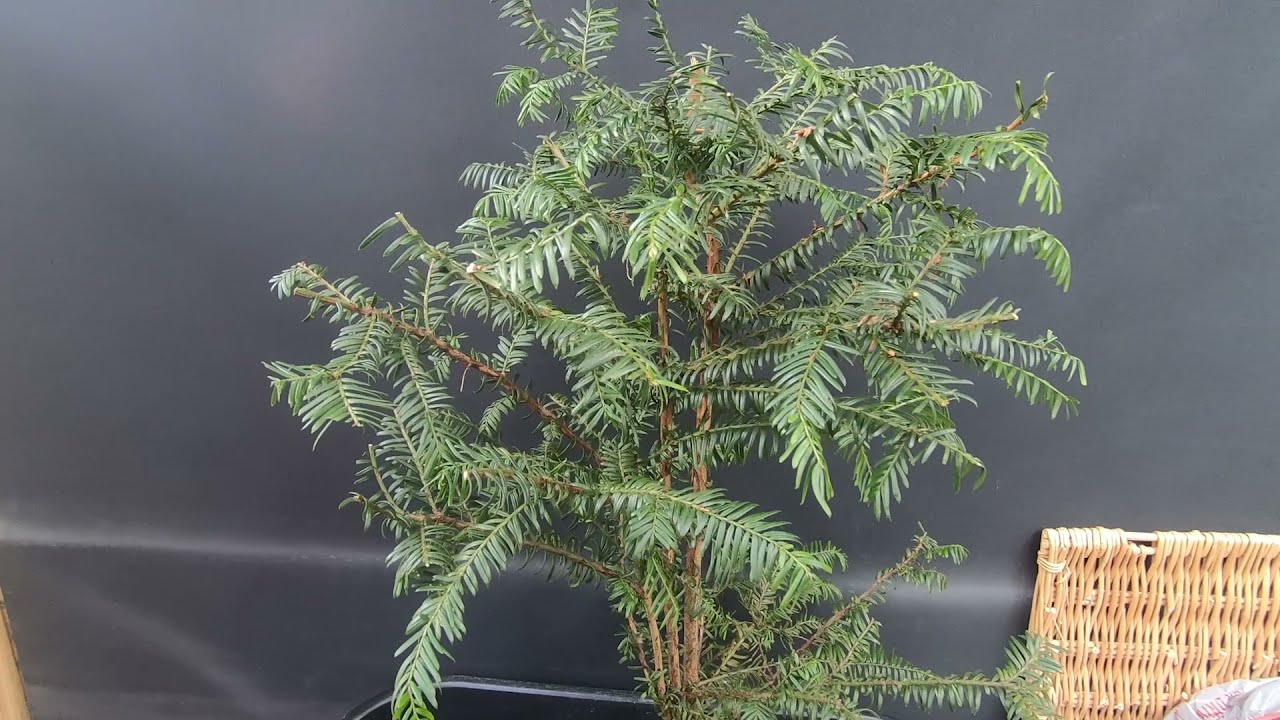 Bonsai Yew, Bonsai Horse Chestnut, Bonsai Pots, Bonsai Carboot!! - Its been a Bonsai week.